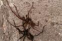 Tegenaria_atrica_D8288_Z_89_Les Gris_Frankrijk